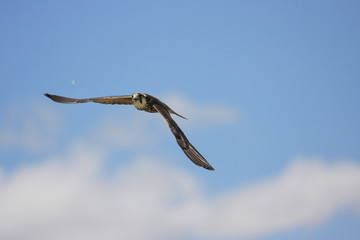 falco lanario uccello rapace in volo