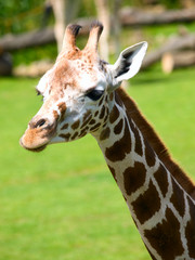 giraffe