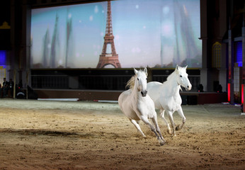 Two beautiful lusitano horses galloping on sand
