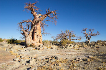 Baobab