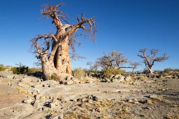 Cercles muraux Baobab Baobab