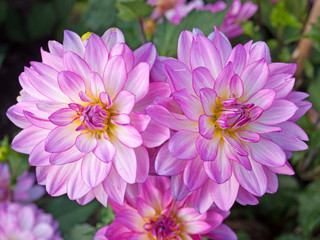 Dahlien