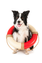 Border collie as rescue dog