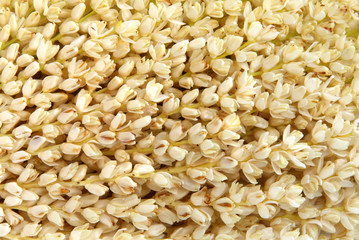 Bunch of male dates flowers