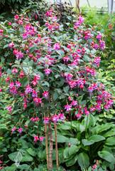 Fuchsien