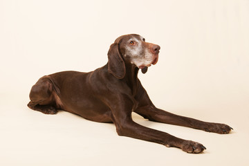 German shorthaired pointer