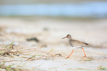 common red shank at the beach