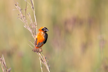 Red bishop sitting on grass in faded colours in morning sun