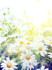 Art high light  Bright summer flowers Natural background