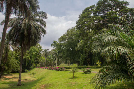 botanical Garden of Peradeniya