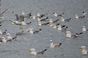 Gulls on the sea
