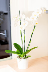 Orchid on kitchen countertop