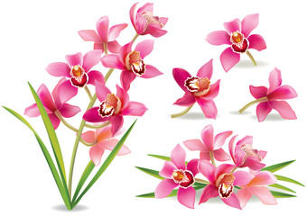 Fototapeta na wymiar Branch orchid