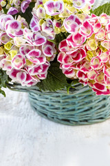 Hydrangea macrophylla (hortensia flower)