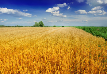 Obraz premium Wheat field against a blue sky