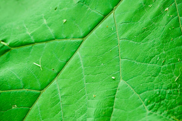 Big green leaf