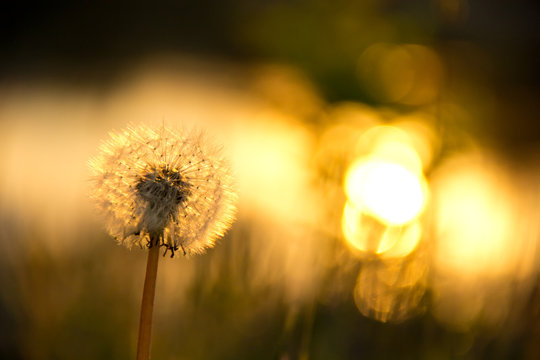 beautiful background with dandelion