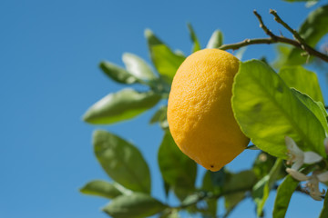 Lemon Tree