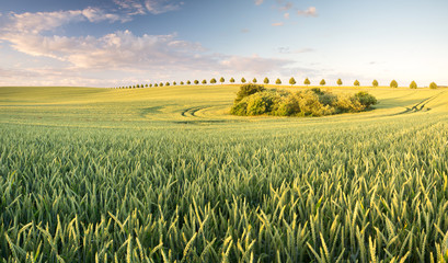 Panorama wiosennego pola - obrazy, fototapety, plakaty