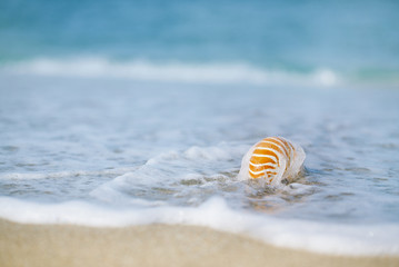 nautilus shell with sea wave,  Florida beach  under the sun ligh