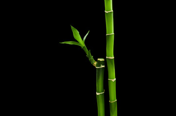 Naklejka premium bamboo stalks on black background