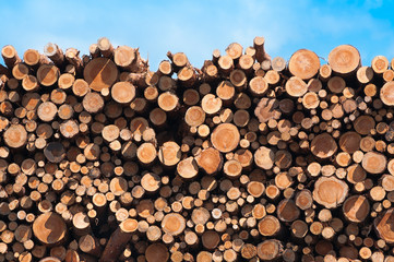 Kiefernholz, Holzindustrie, Baumstämme, Festmeter
