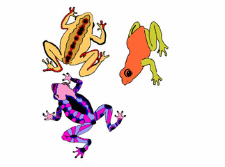 raganelle colorate su sfondo bianco