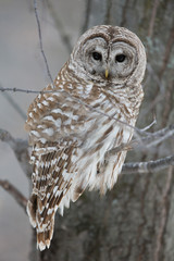 Barred Owl - Looking at Camera