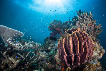 Barrel Sponge and Reef
