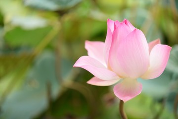 Fototapeta premium beautiful pink Thai water lily