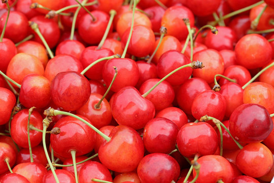 さくらんぼ　（佐藤錦）