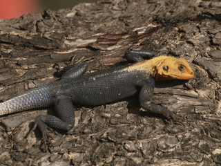 Geko en Cotonu (Benín)