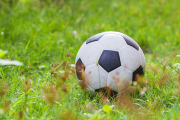 Fototapeta premium Soccer ball on green grass