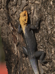 Geko en Benín
