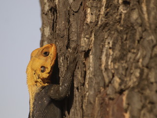 Geko en Cotonu (Benín)
