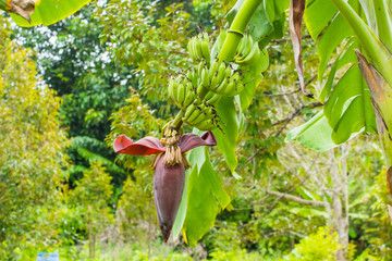 banana tree with green scene