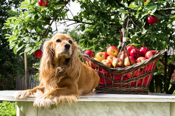Ripe apples in a basket and a dog