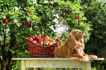 Ripe apples in a basket and a dog