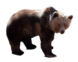bear over white background