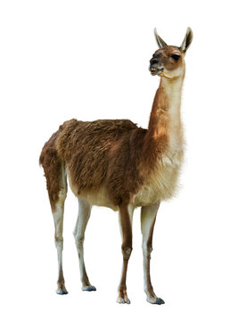 Guanaco