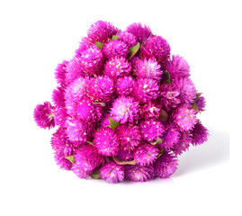 Globe amaranth or Gomphrena globosa isolated on white background