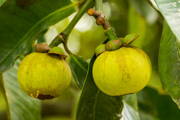 Obraz premium mango-teen on tree