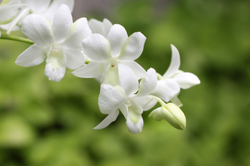 beauty of flower in garden