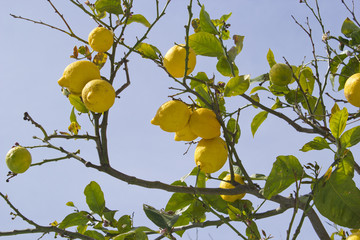 lemon tree