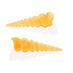 Seashell spiral marine shell vector illustration