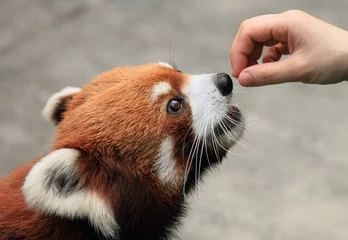 Crédence de cuisine en verre imprimé Panda joli panda roux nourri