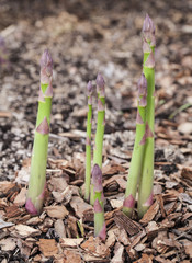 Shoots of asparagus.