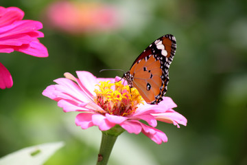 Fototapeta na wymiar lovely butterfly with flower