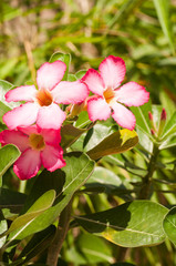 Pink Adenium obesum flowers vertical