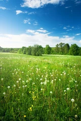 Foto auf Acrylglas Frühling Feld mit Löwenzahn